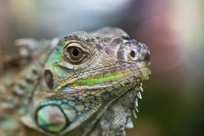 Framed Print : Profile of a Green Iguana (Iguana iguana) with colorful scales and facial detail Framed Print : Profile of a Green Iguana (Iguana iguana) with colorful scales and facial detail