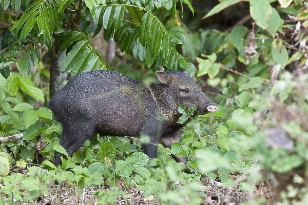 Profile of a Wild Collared Peccary (Pecari tajacu) foraging for food on the forest