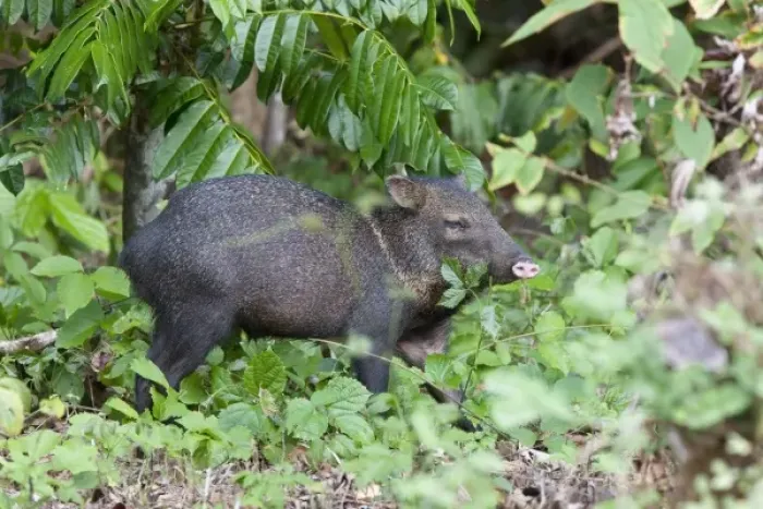 Framed Print : Profile of a Wild Collared Peccary (Pecari tajacu) foraging for food on the forest Framed Print : Profile of a Wild Collared Peccary (Pecari tajacu) foraging for food on the forest