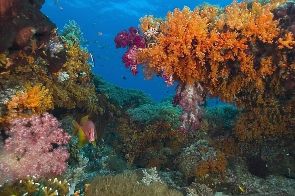 Profuse and colorful soft corals (Dendronepthya sp. ). Indonesia, Raja Ampat region of Papua