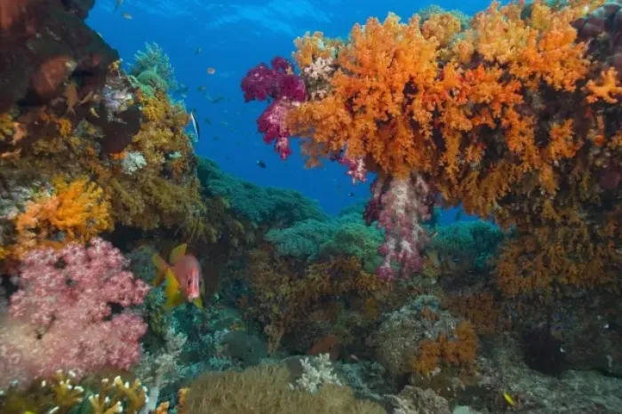 Framed Print : Profuse and colorful soft corals (Dendronepthya sp. ). Indonesia, Raja Ampat region of Papua