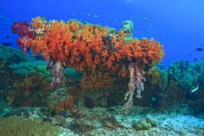 Framed Print : Profuse and colorful soft corals (Dendronepthya sp. ) Raja Ampat region of Papua Framed Print : Profuse and colorful soft corals (Dendronepthya sp. ) Raja Ampat region of Papua