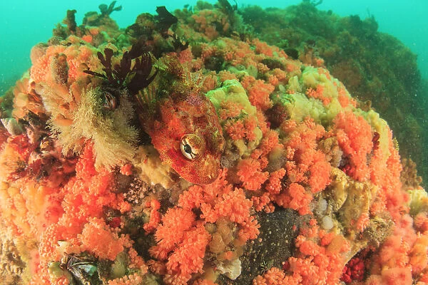 prolific soft corals, Red Soft Coral (Gersemia rubiformis) and new species of pink
