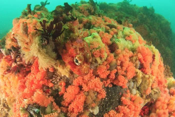 Framed Print : prolific soft corals, Red Soft Coral (Gersemia rubiformis) and new species of pink Framed Print : prolific soft corals, Red Soft Coral (Gersemia rubiformis) and new species of pink