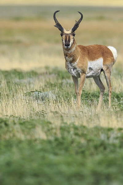 Prong buck, Pronghorn antelope, Antilocapra americana, grasslands, New Mexico, wild