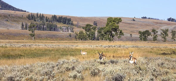 Prong Horn antelopes. Yellowstone National Park, Wyoming, US