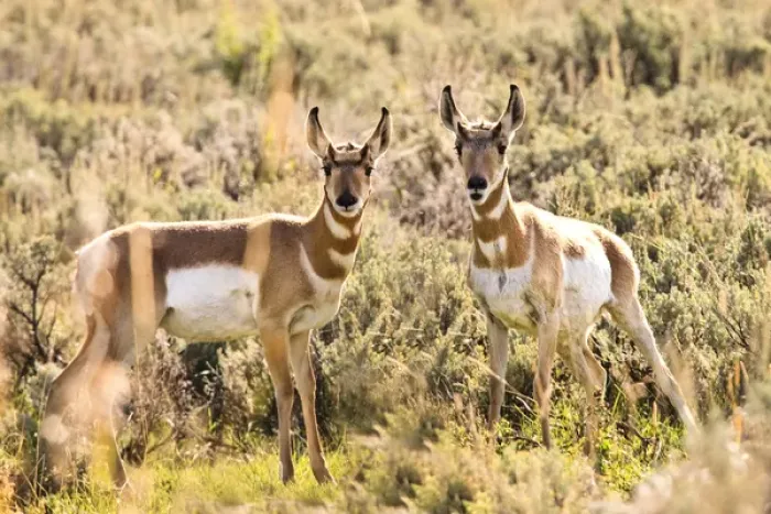 Framed Print : Prong Horn antelopes. Yellowstone National Park, Wyoming, US Framed Print : Prong Horn antelopes. Yellowstone National Park, Wyoming, US