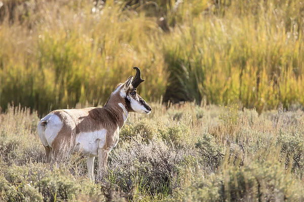 Prong Horn antelopes. Yellowstone National Park, Wyoming, US