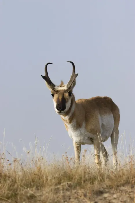 Framed Print : Pronghorn antelope buck Framed Print : Pronghorn antelope buck