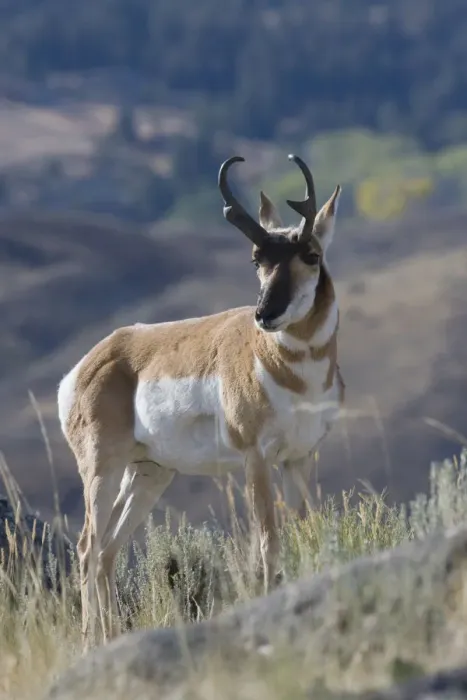 Framed Print : Pronghorn antelope buck Framed Print : Pronghorn antelope buck