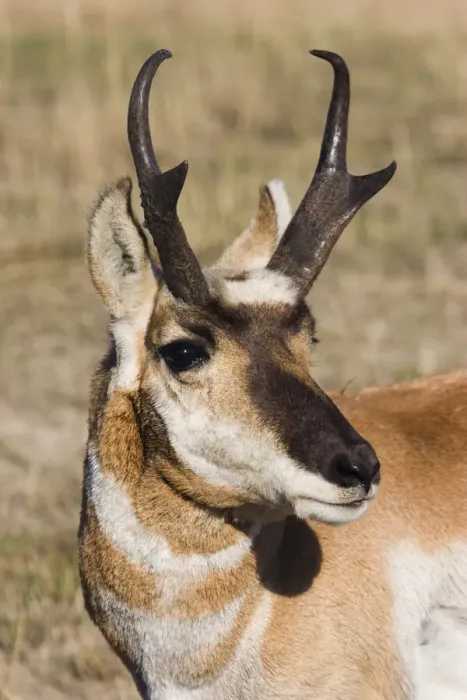 Framed Print : Pronghorn Antelope Buck Framed Print : Pronghorn Antelope Buck