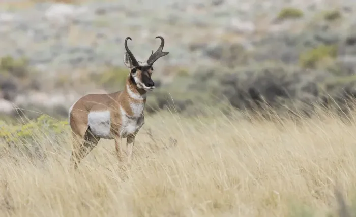 Framed Print : Pronghorn antelope buck Framed Print : Pronghorn antelope buck