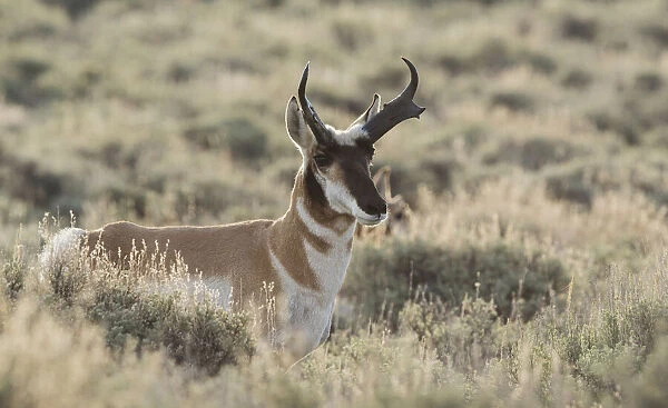 Pronghorn antelope buck