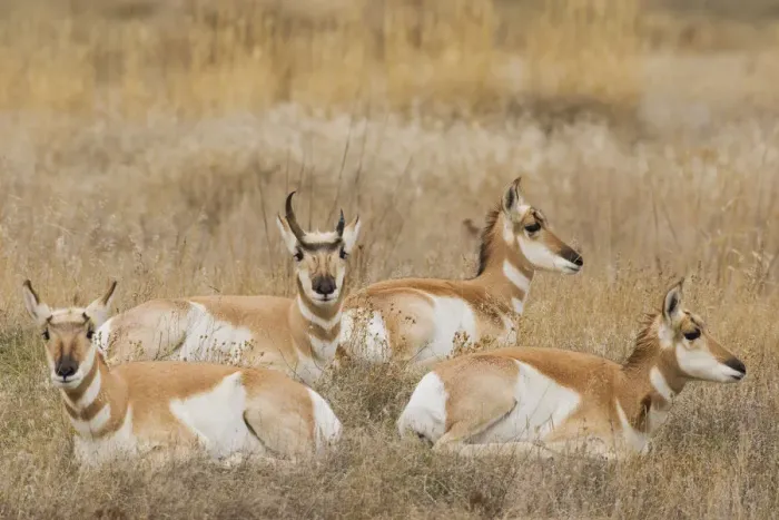 Framed Print : Pronghorn Antelope Buck shedding horn sequence 1