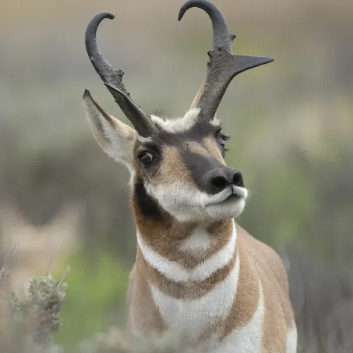 Framed Print : Pronghorn antelope buck showing territorial behavior, Antilocapra americana, Grand Tetons NP Framed Print : Pronghorn antelope buck showing territorial behavior, Antilocapra americana, Grand Tetons NP