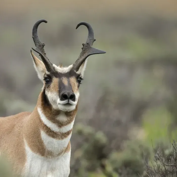 Framed Print : Pronghorn antelope buck showing territorial behavior, Antilocapra americana, Grand Tetons NP Framed Print : Pronghorn antelope buck showing territorial behavior, Antilocapra americana, Grand Tetons NP