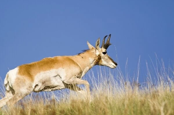 Pronghorn antelope buck on the move at the National Bison Range in the Mission Valley