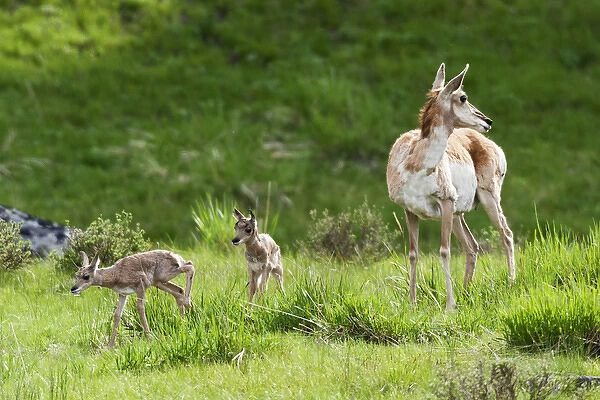 Pronghorn Antelope with newborn twin fawns