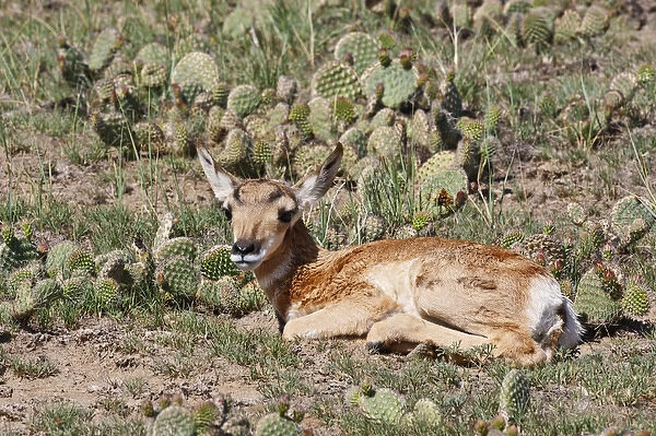 Pronghorn (Antilocapra americana) baby hiding from predators in cacuts and grass