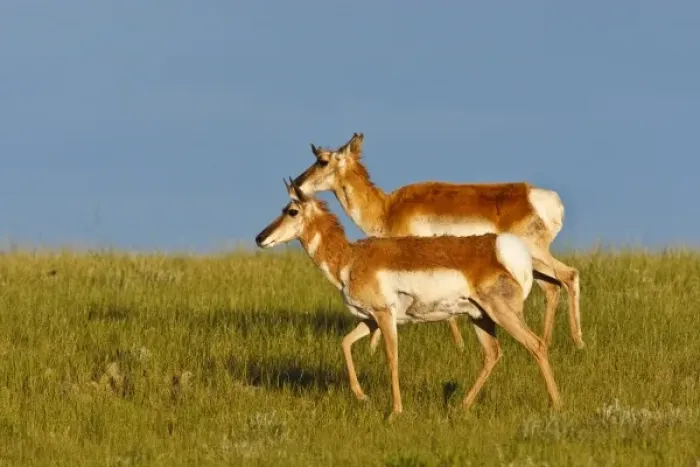 Framed Print : Pronghorn (Antilocapra americana), antelope, does on the prairie, June