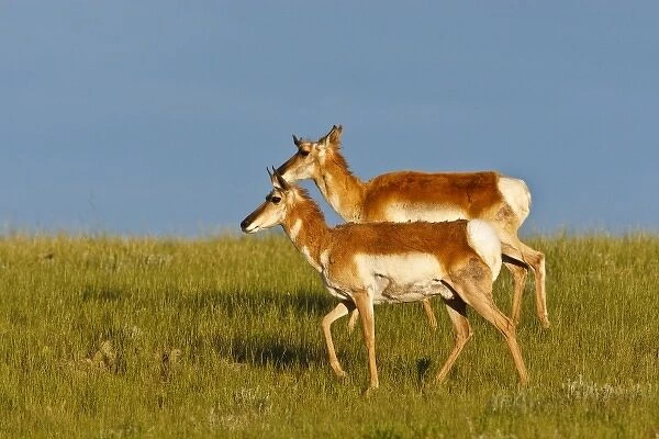 Pronghorn (Antilocapra americana), antelope, does on the prairie, June