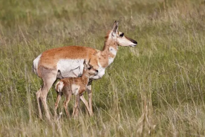 Framed Print : Pronghorn (Antilocapra americana) female with young, Custer State Park, South Dakota Framed Print : Pronghorn (Antilocapra americana) female with young, Custer State Park, South Dakota