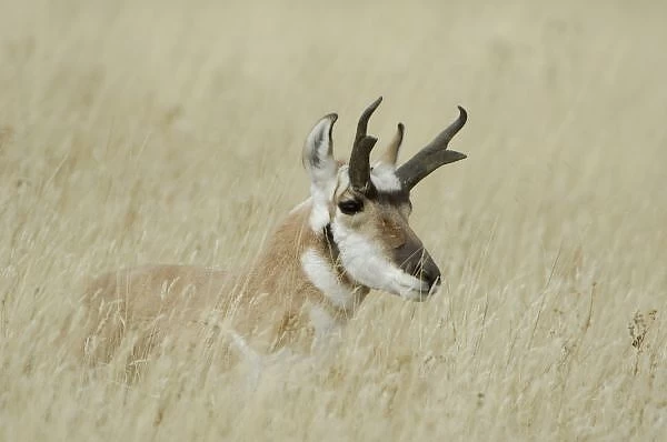 Pronghorn male resting, Yellowstone NP, Wyoming
