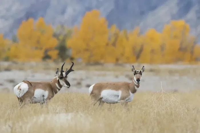 Framed Print : Pronghorn pair Framed Print : Pronghorn pair
