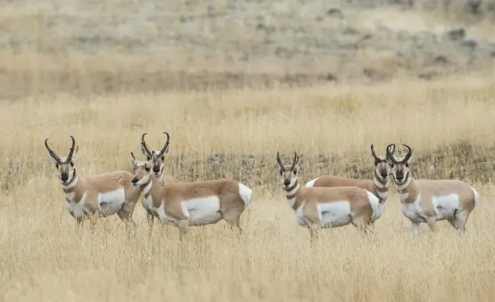 Framed Print : Pronghorns Framed Print : Pronghorns