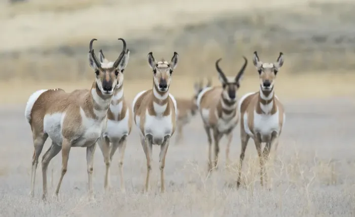 Framed Print : Pronghorns