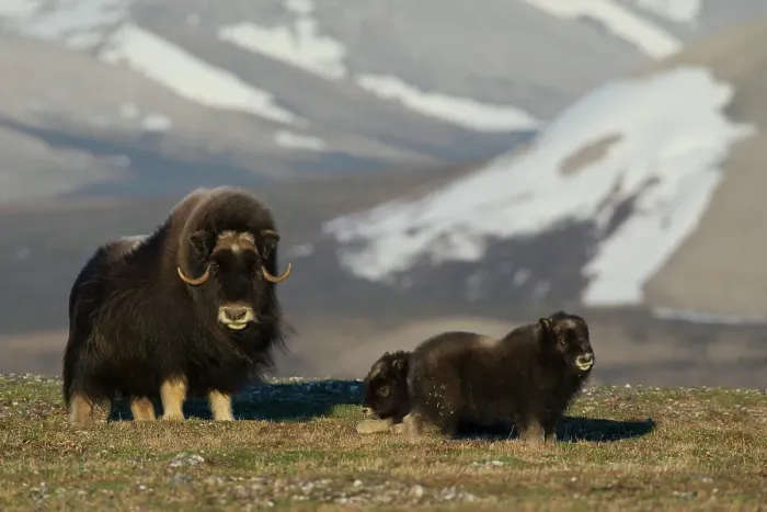 Framed Print : Protective musk ox parent, arctic tundra habitat around the Seward Peninsula, Alaska Framed Print : Protective musk ox parent, arctic tundra habitat around the Seward Peninsula, Alaska