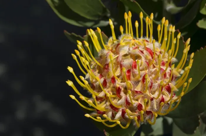Framed Print : Proteus flower, Cal Poly Botanic Garden, San Luis Obispo, California Central Coast
