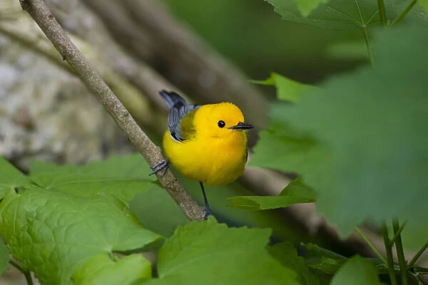 Prothonotary Warbler (Prothonotary citrea) flying