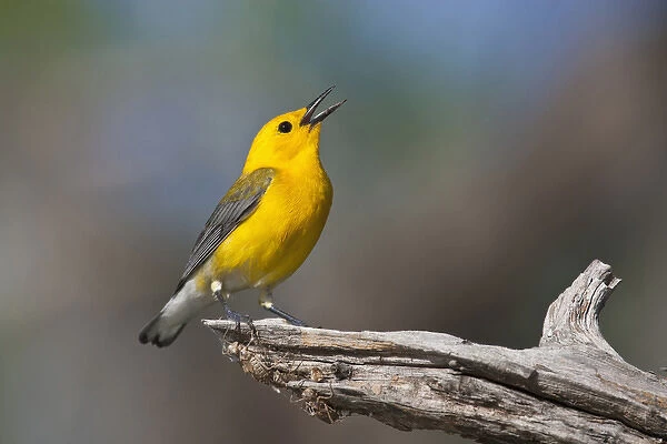 Prothonotary Warbler (Prothonoteria citrea) adult male in spring, Texas
