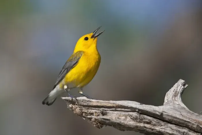Framed Print : Prothonotary Warbler (Prothonoteria citrea) adult male in spring, Texas Framed Print : Prothonotary Warbler (Prothonoteria citrea) adult male in spring, Texas