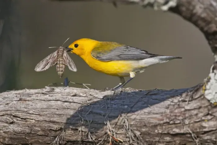 Framed Print : Prothonotary Warbler (Prothonoteria citrea) adult male in spring, Texas Framed Print : Prothonotary Warbler (Prothonoteria citrea) adult male in spring, Texas