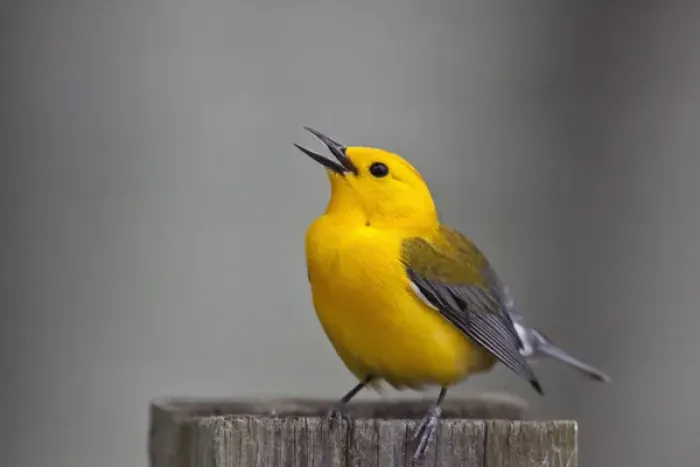 Framed Print : Prothonotary Warbler (Prothonoteria citrea) adult male in spring, Texas