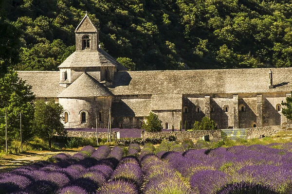 Provence, Abbey de Senanque at Lavender season