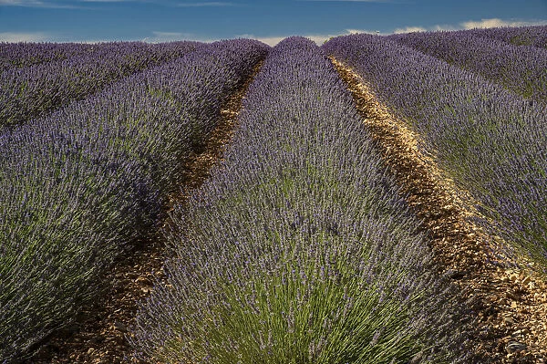 Provence, Valensole, lavender rows