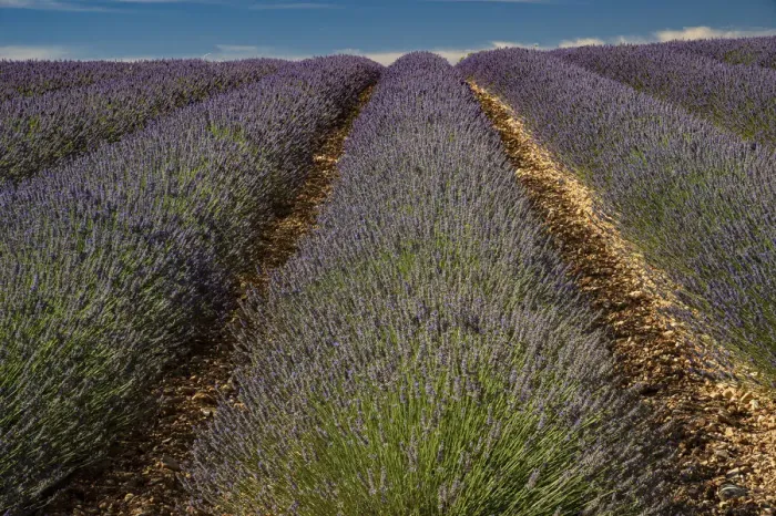 Framed Print : Provence, Valensole, lavender rows Framed Print : Provence, Valensole, lavender rows