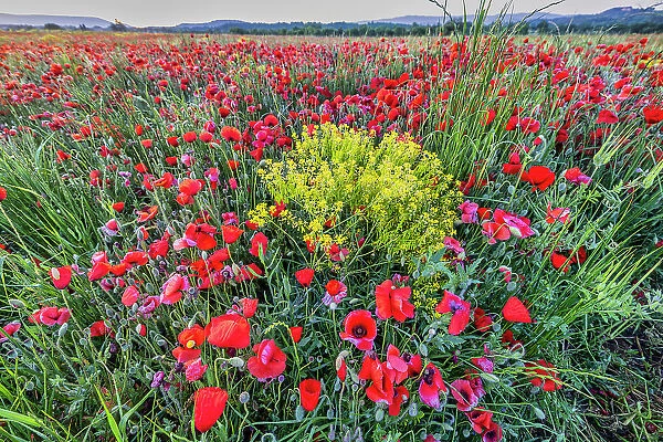 Provincial poppies, France