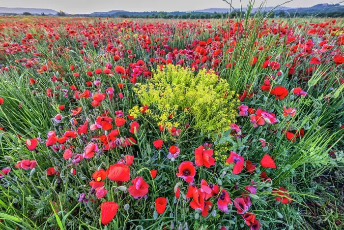 Framed Print : Provincial poppies, France