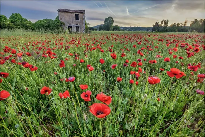 Framed Print : Provincial poppies, France Framed Print : Provincial poppies, France