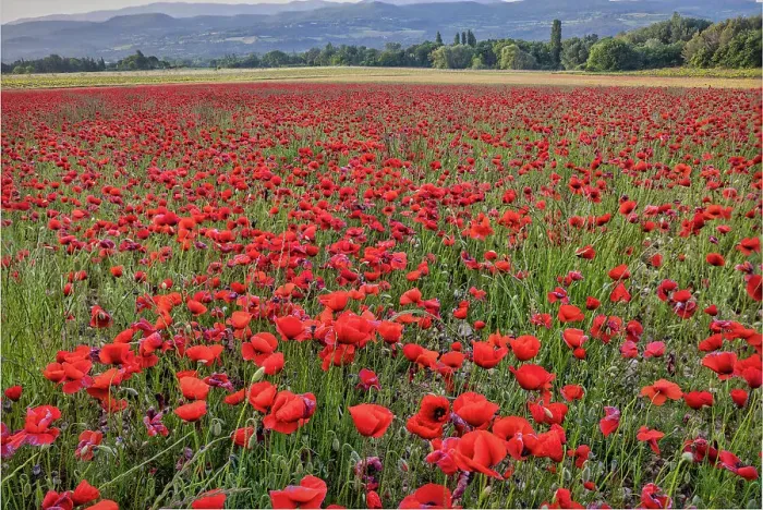 Framed Print : Provincial poppies, France Framed Print : Provincial poppies, France