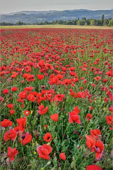 Framed Print : Provincial poppies, France Framed Print : Provincial poppies, France
