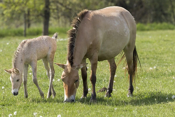 Przewalskis Horse or Takhi (Equus ferus przewalskii) in the wildlife center of the
