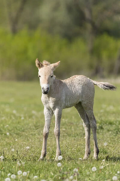Przewalskis Horse or Takhi (Equus ferus przewalskii) Foal in the wildlife center