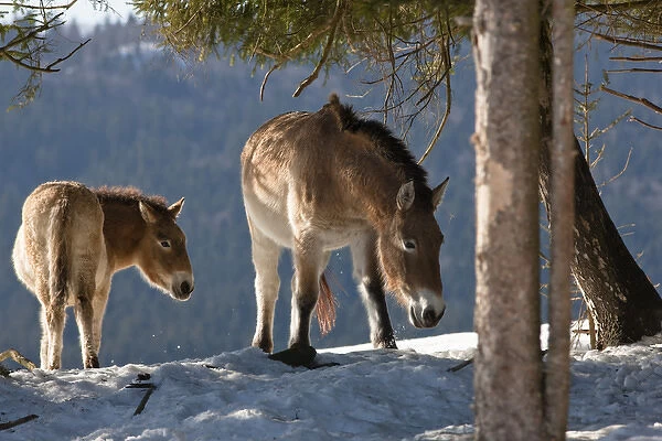 Przewalskis Horse or Takhi (Equus ferus przewalskii) mare and foal in winter and snow, captive