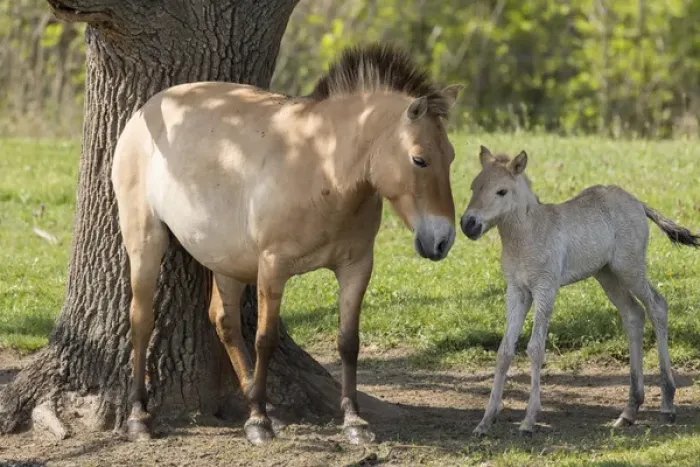 Framed Print : Przewalskis Horse or Takhi (Equus ferus przewalskii) in the wildlife center of Framed Print : Przewalskis Horse or Takhi (Equus ferus przewalskii) in the wildlife center of