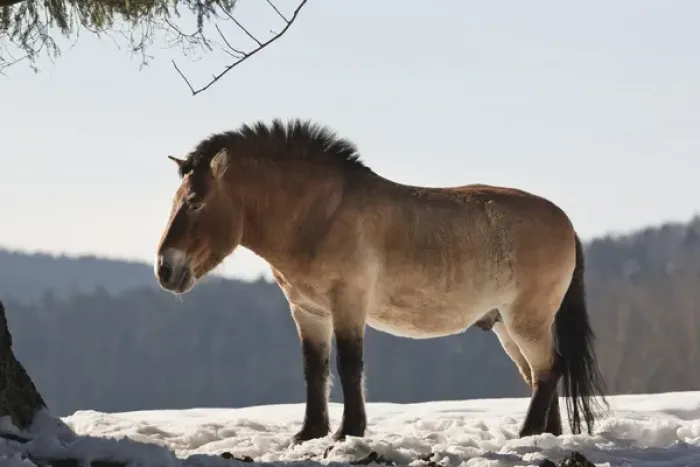 Framed Print : Przewalskis Horse or Takhi (Equus ferus przewalskii) in winter and snow, captive
